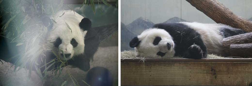 CAN YOU TELL BETWEEN THE TWO?: Yang Yang, the male, left; Lun Lun, the female, right.