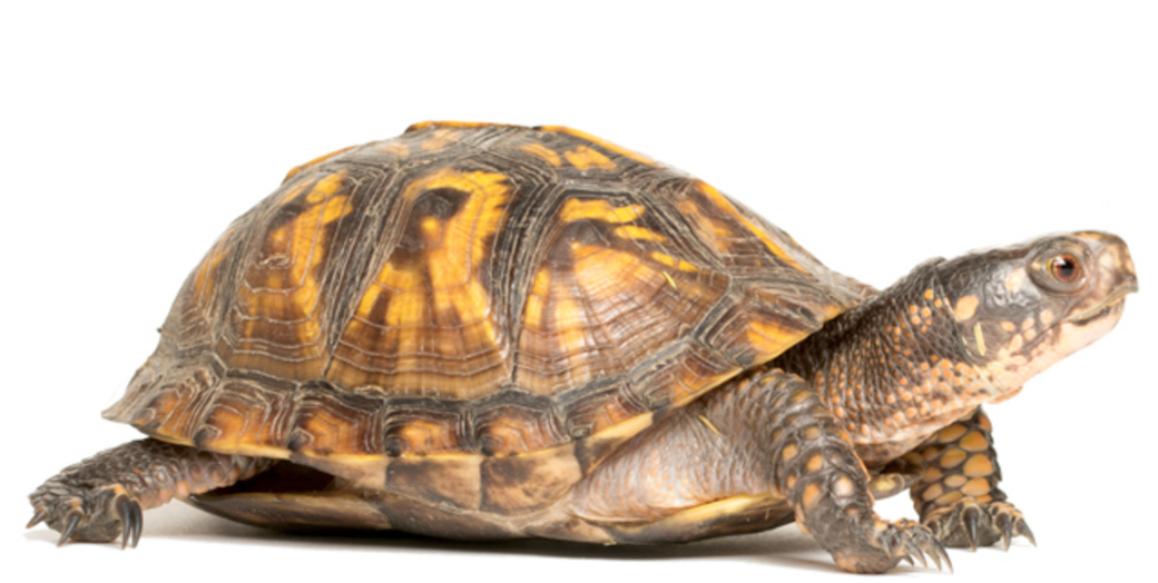 Eastern Box Turtles