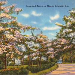 atlanta dogwood festival Photo