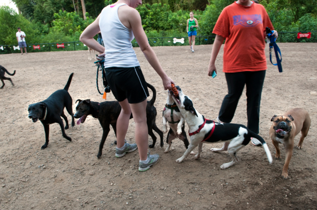 Best DogPark - 2012