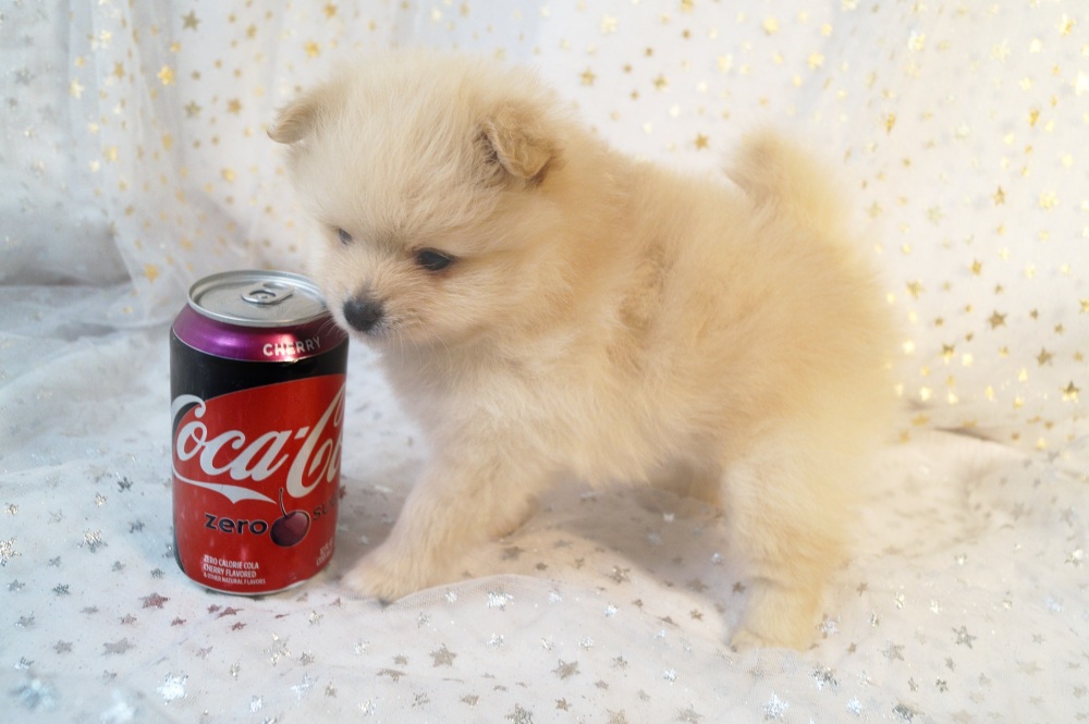 6 week hot sale old pomeranian