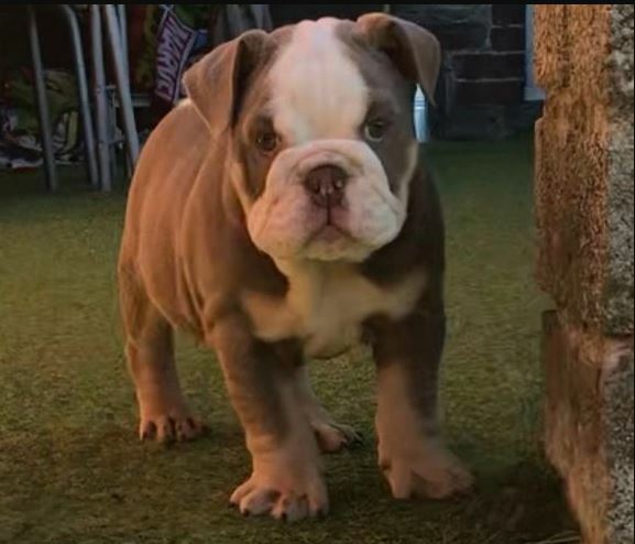 Free english bulldog puppies best sale near me