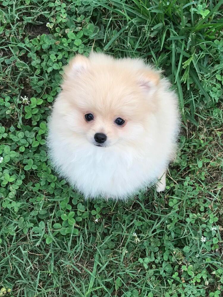 Ckc pomeranian best sale