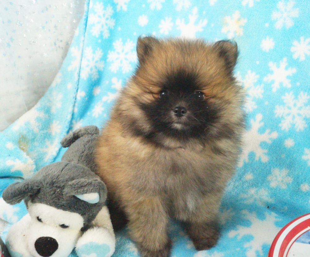 Ckc store pomeranian breeders