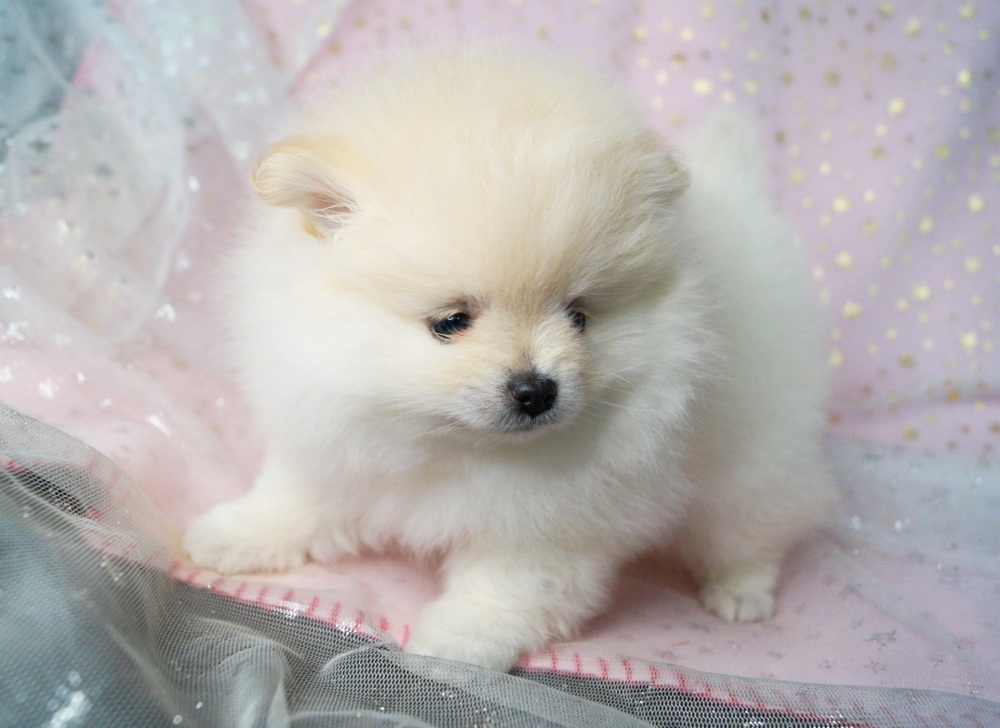 Ckc sale pomeranian breeders