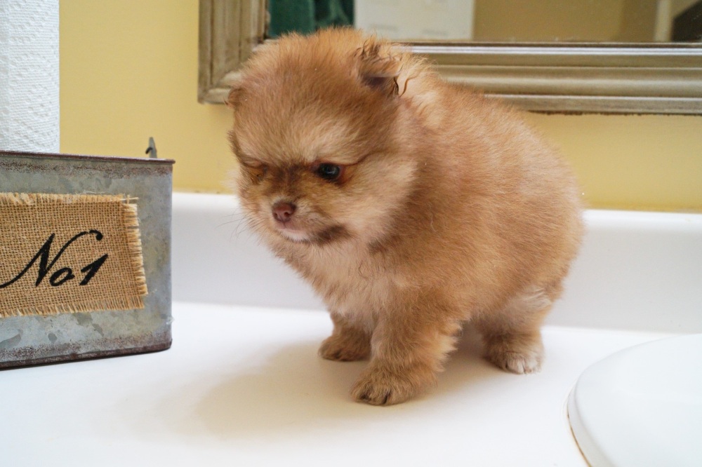 CKC Pomeranian LIAM Male Creative Loafing