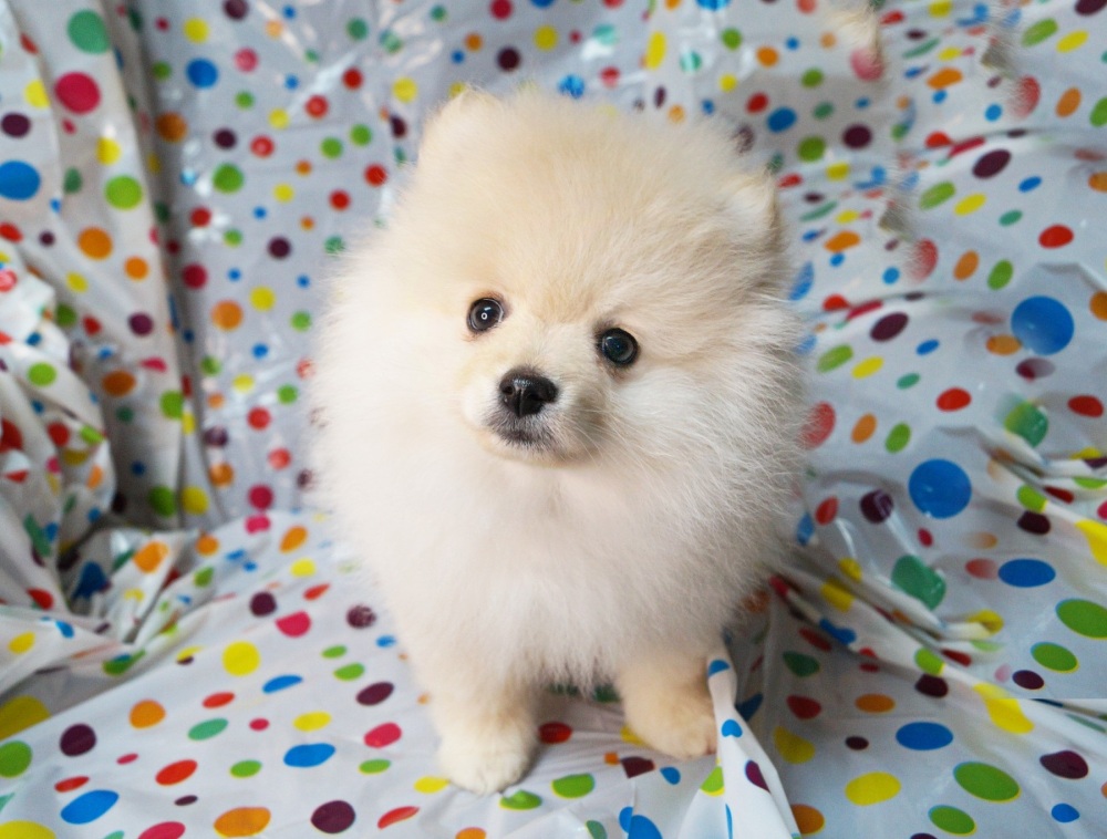 Ckc pomeranian hotsell