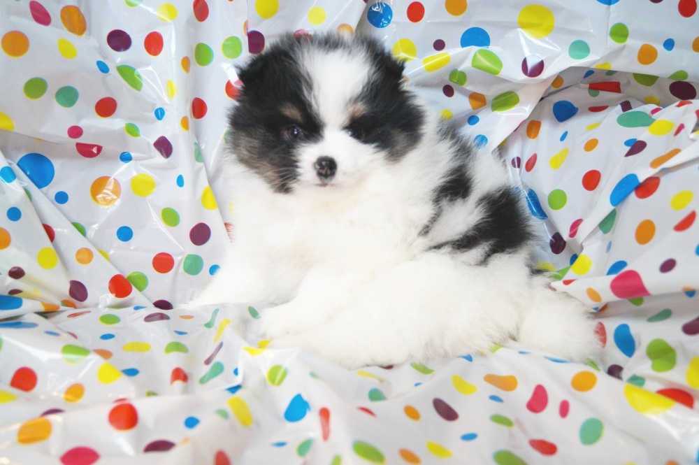 Throwback pomeranian best sale for sale