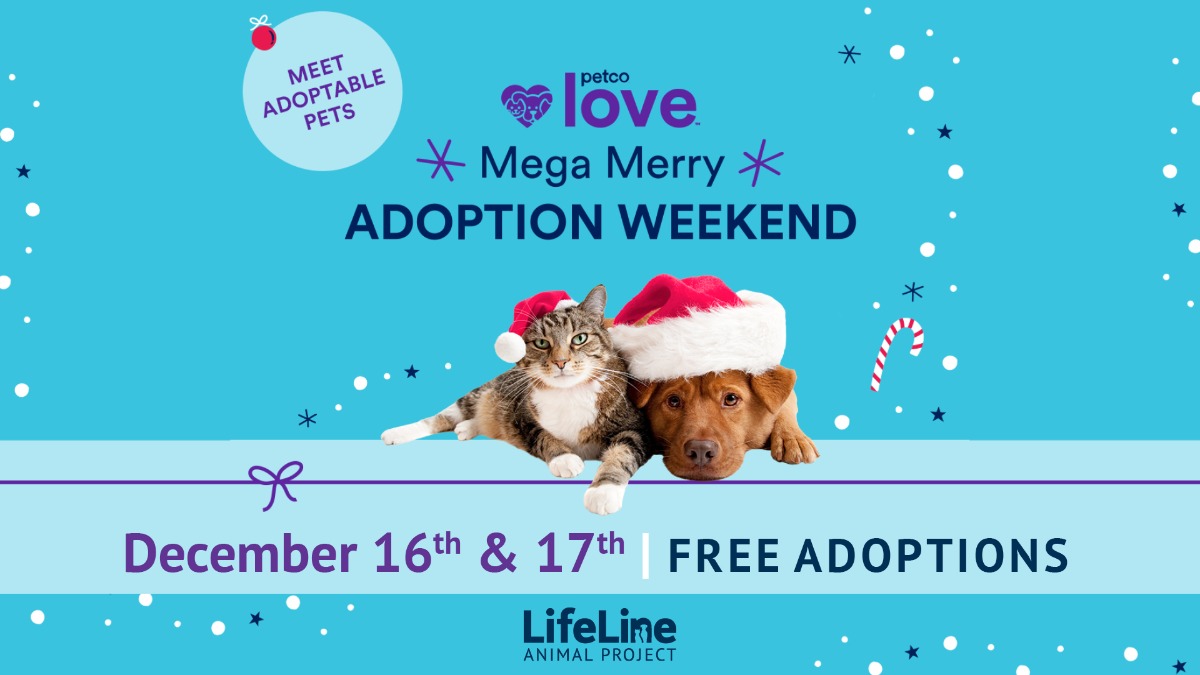 Local Cat Adoption Events in Virginia Petco Stores