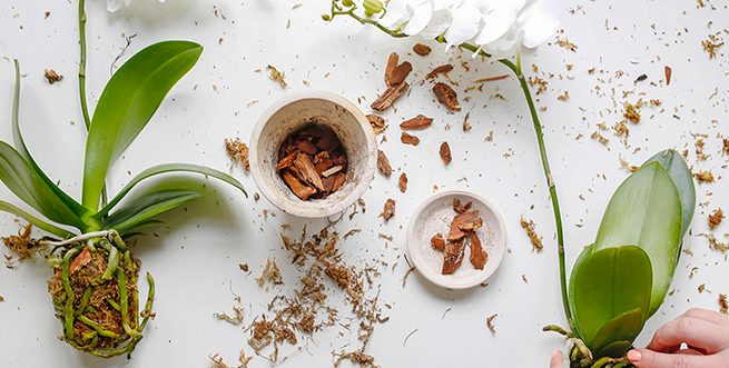 Orchid Care Clinic 655