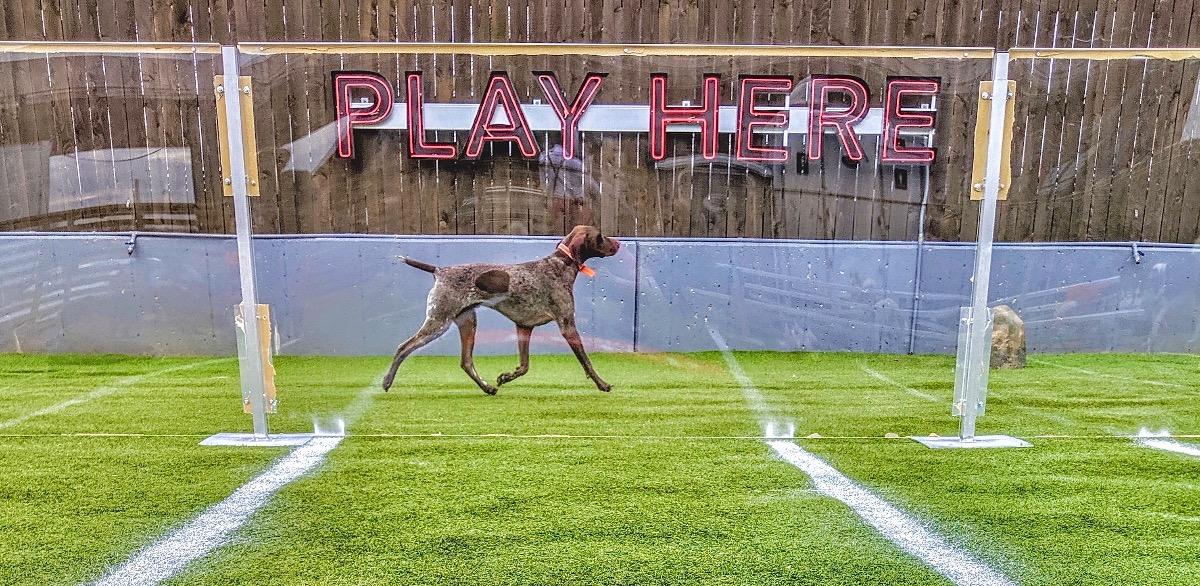 Dogsters X Fetch