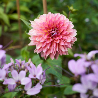 Olguitas Garden Spring Dahlia And Cleome Inncleosr Senorita Rosalita 760x760