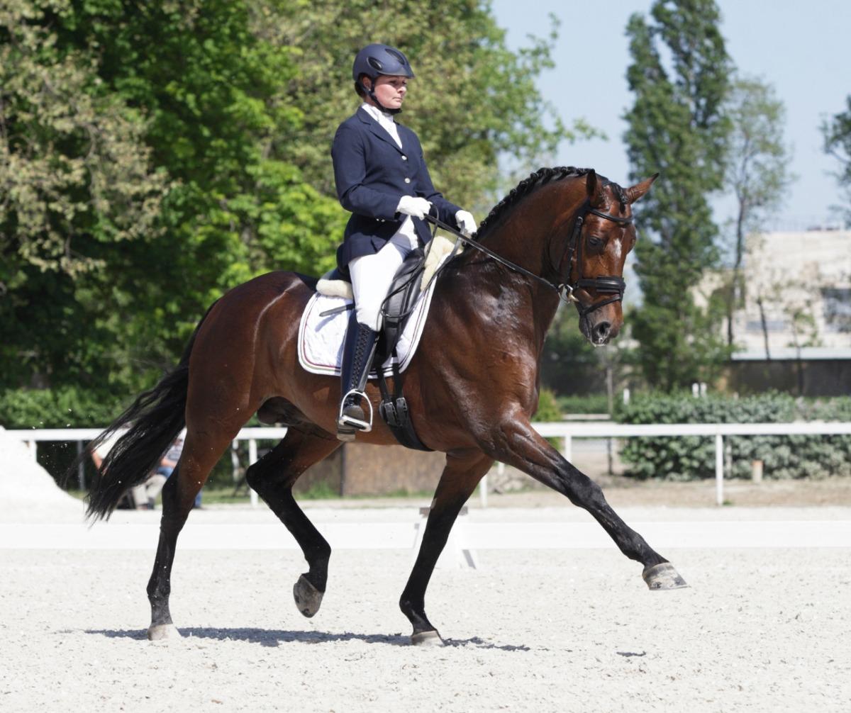 Dressage Horse
