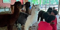Weekend Creekwater Alpaca