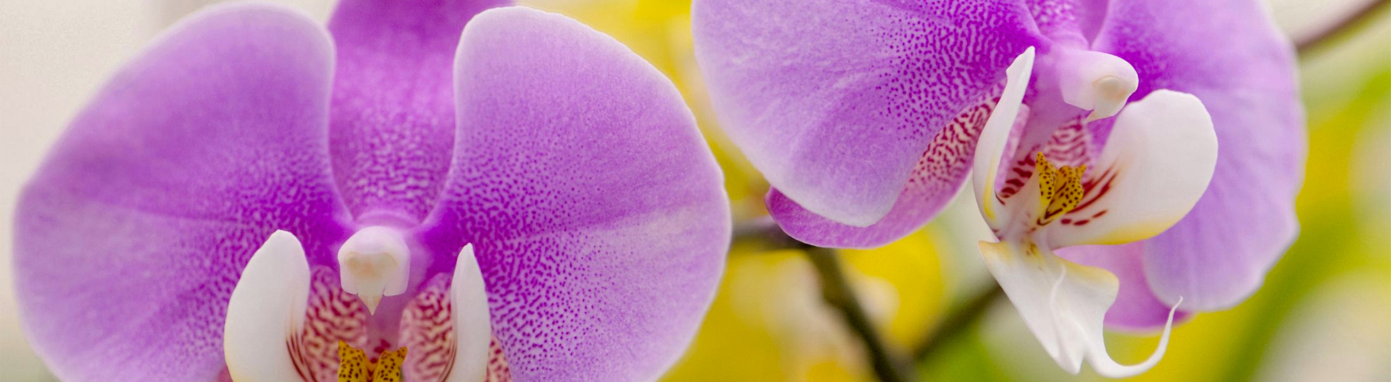 Orchids For Beginners I 2000