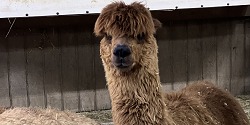 Alpaca Farm