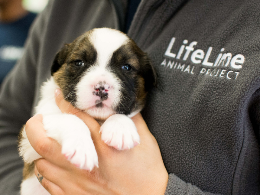 Untitled 900 X 675 Px 1 860x645