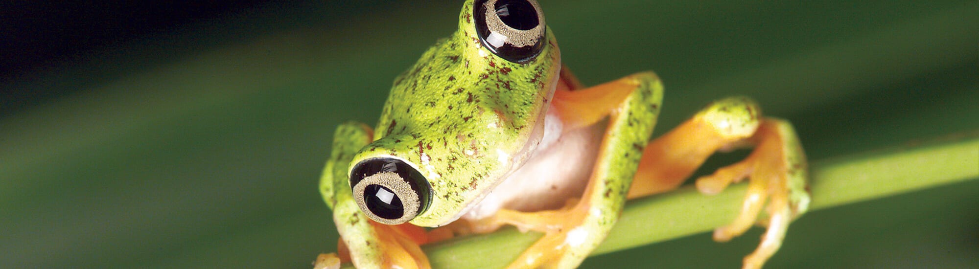 LemurLeafFrog Header