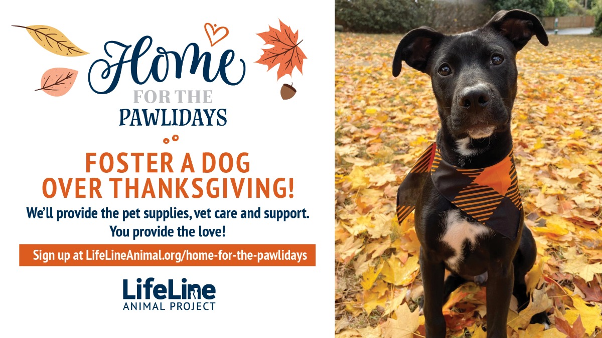 4113ll Pawlidays24 SMPs F 1920x1080