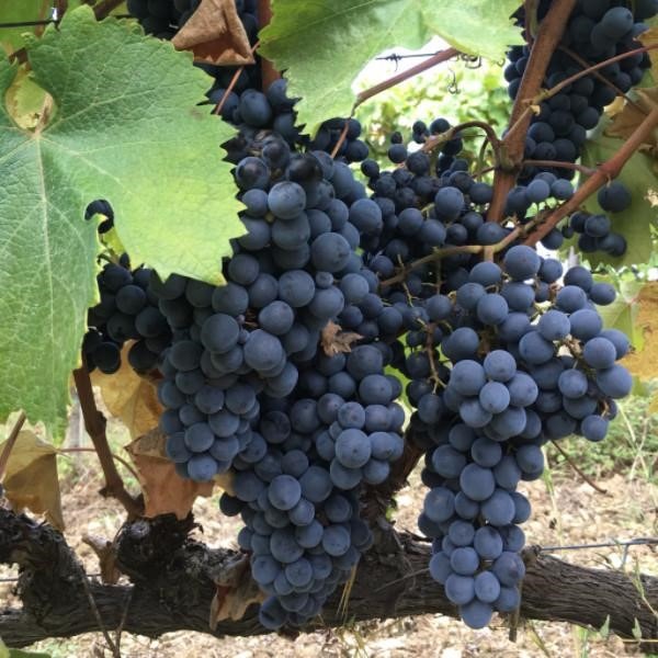 I Love Vino For Lovebirds