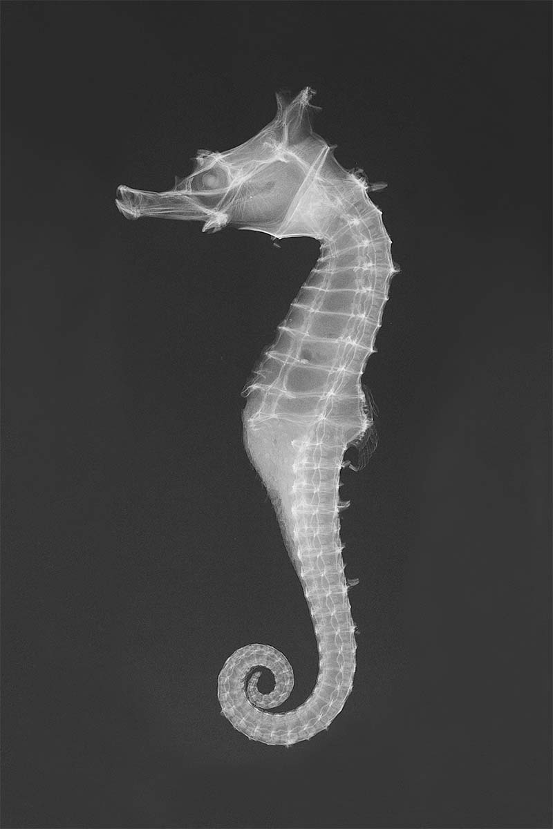 Photo 25 Hippocampus Sindonis Usnm 49730