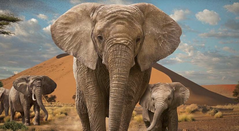 Fernbank Desert Elephants