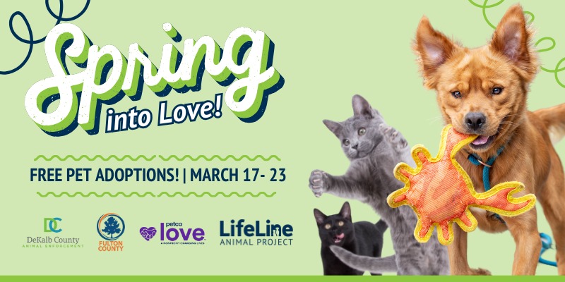 800x400 Spring Into Love