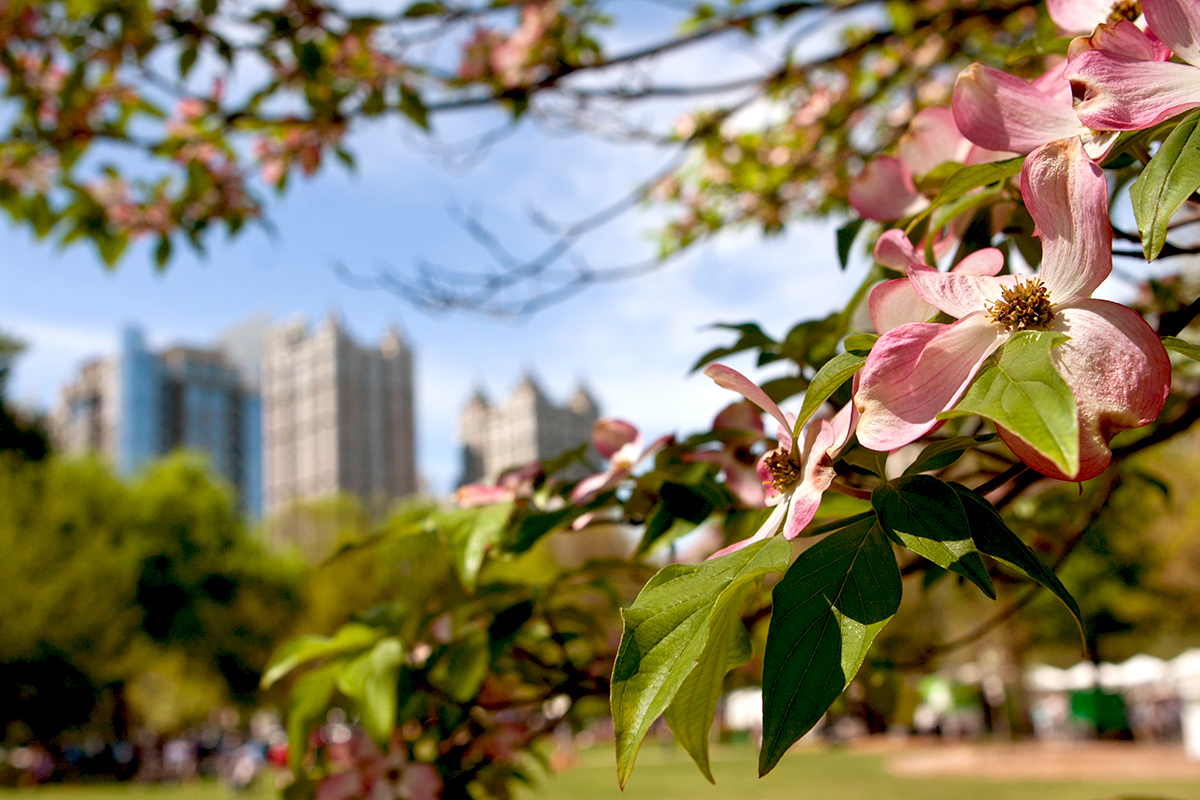 Pink Dogwood Piedmont Park