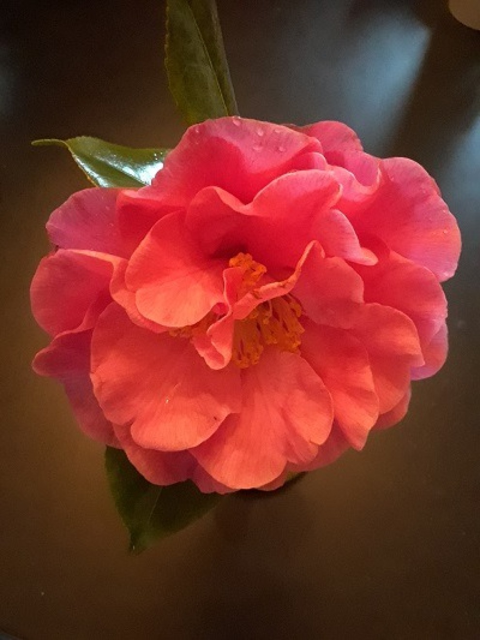 Camellia 1 Small