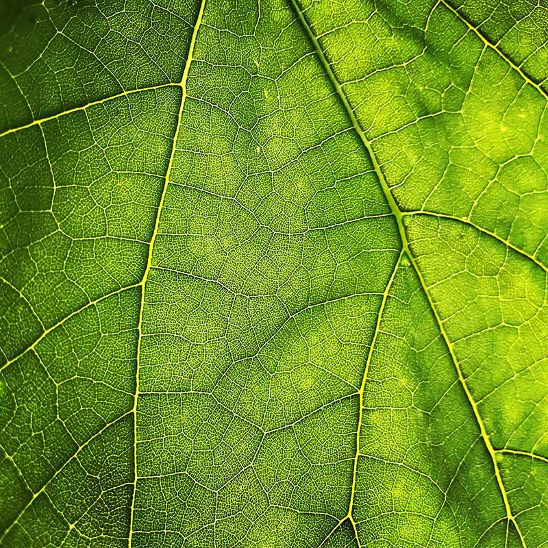 Leaf Print