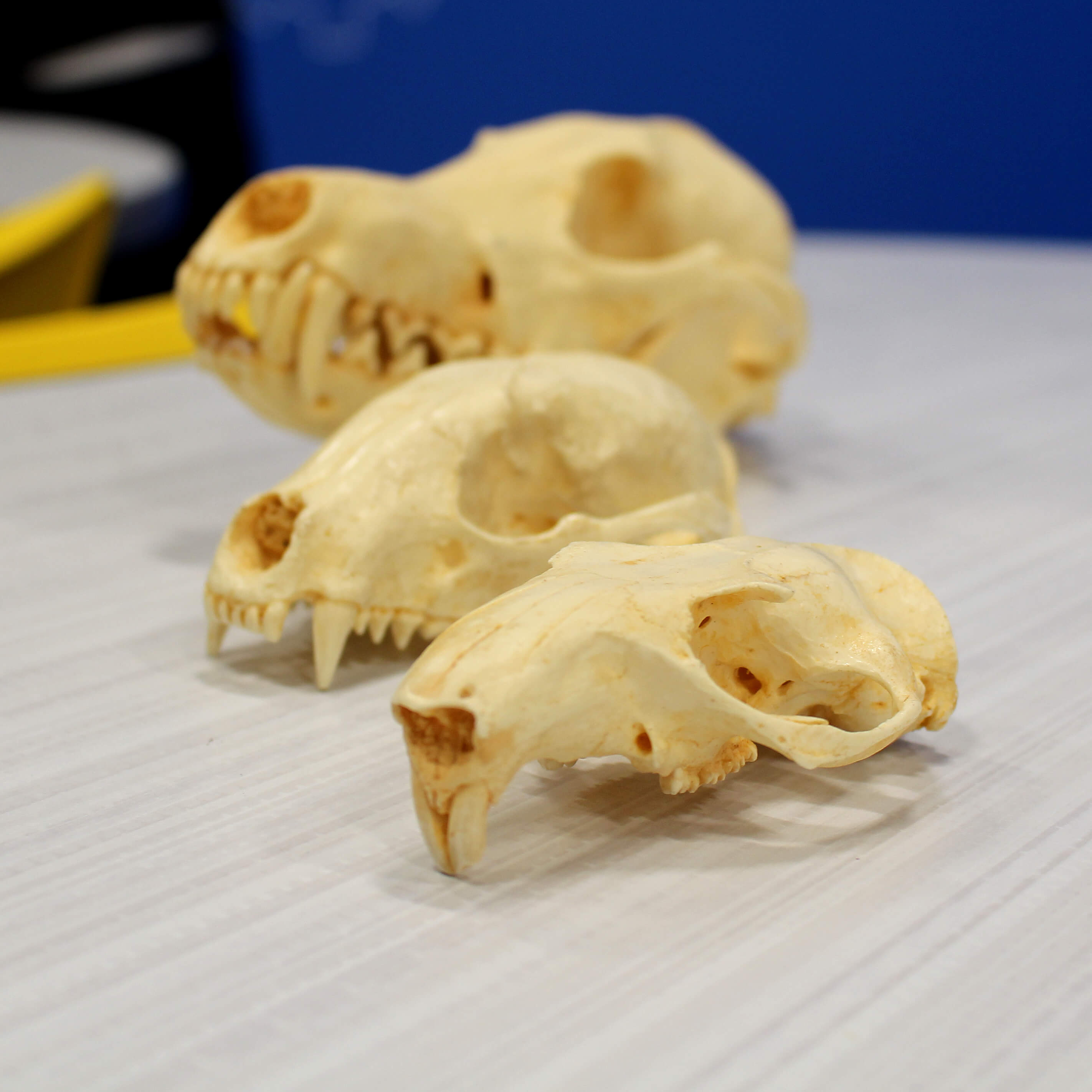 Fernbank Educationdropinprogram Discoverzoology3 Square