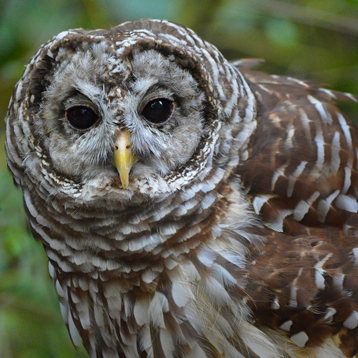 Birdwalkowl 700x700