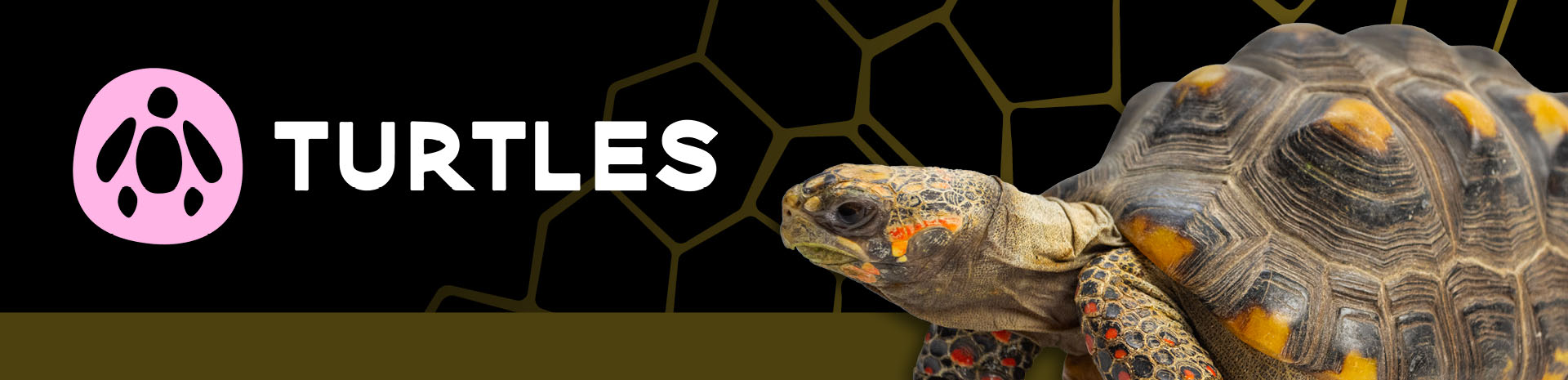 Fernbank Turtles Internals Subpagemarquee