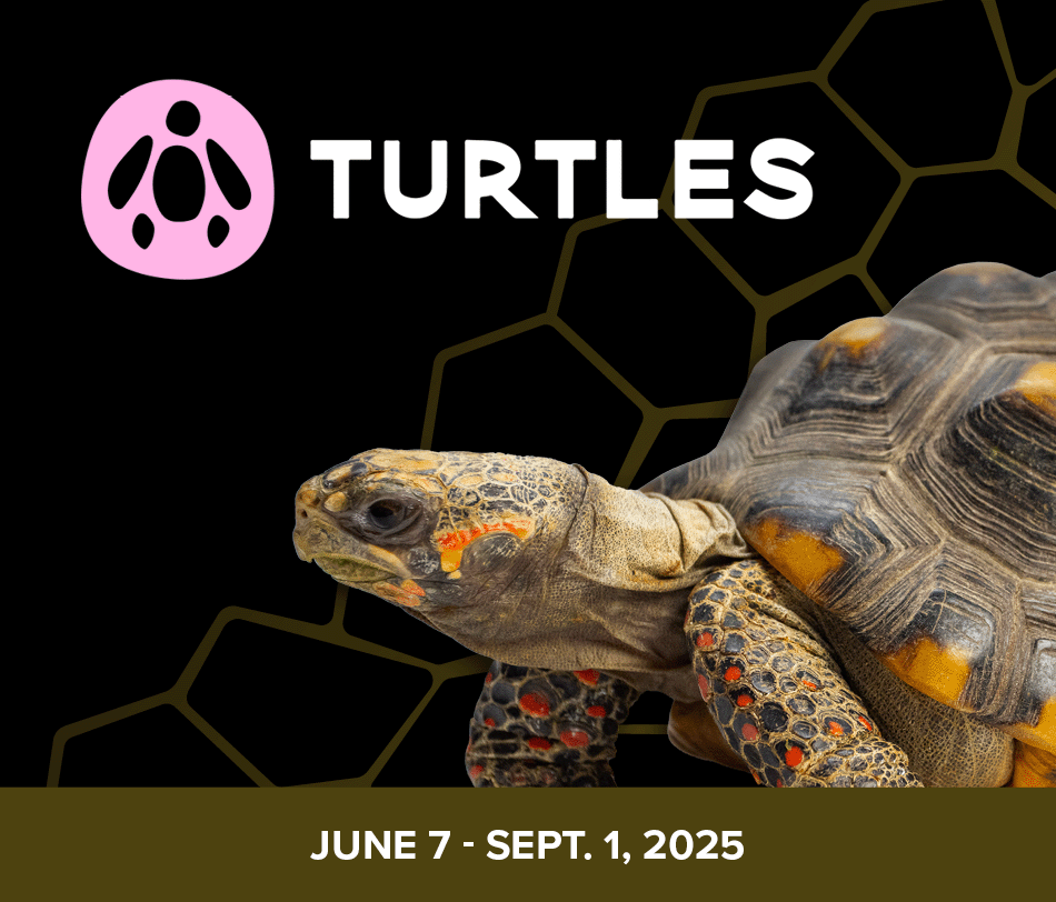 Fernbank Turtles Internals Exhibitindex