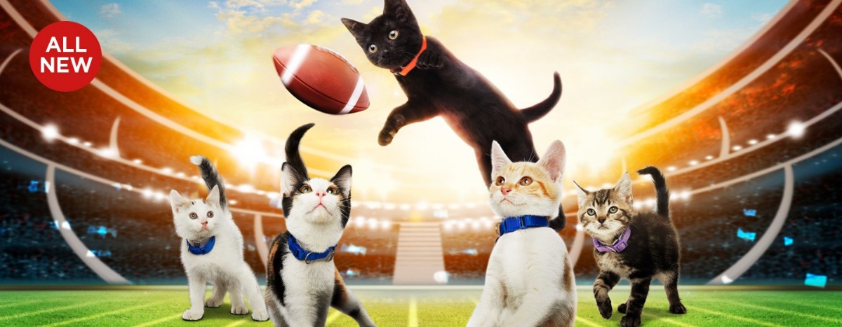 Kitten Bowl 19 Pic1