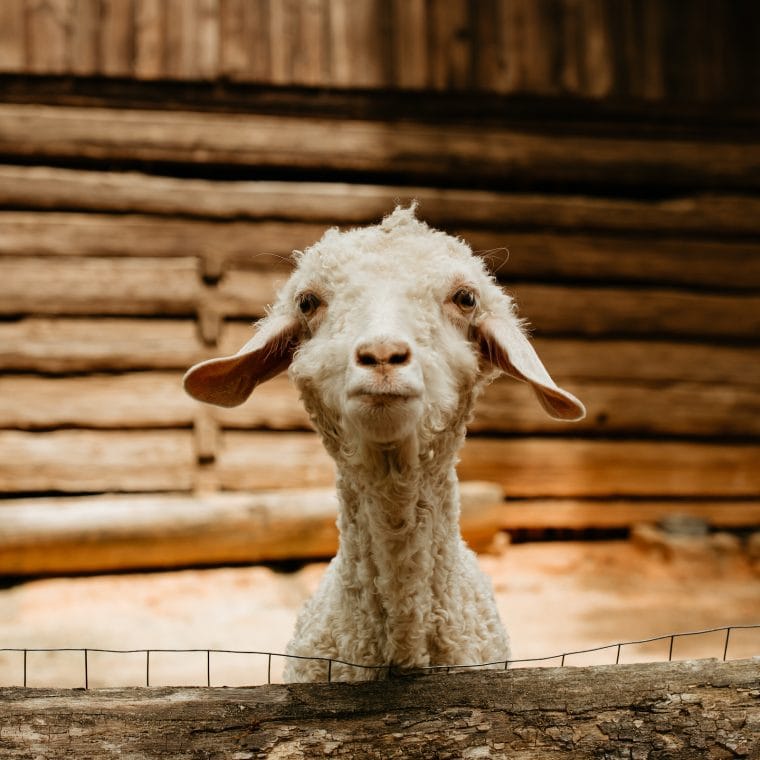 Sheep On A Stroll Spring 2021 35 760x760