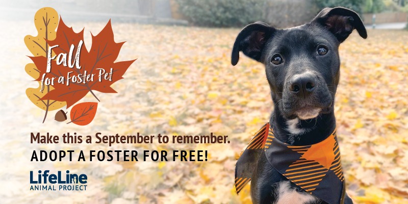 4113ll Fall For A Foster25 SMPs F 800x400