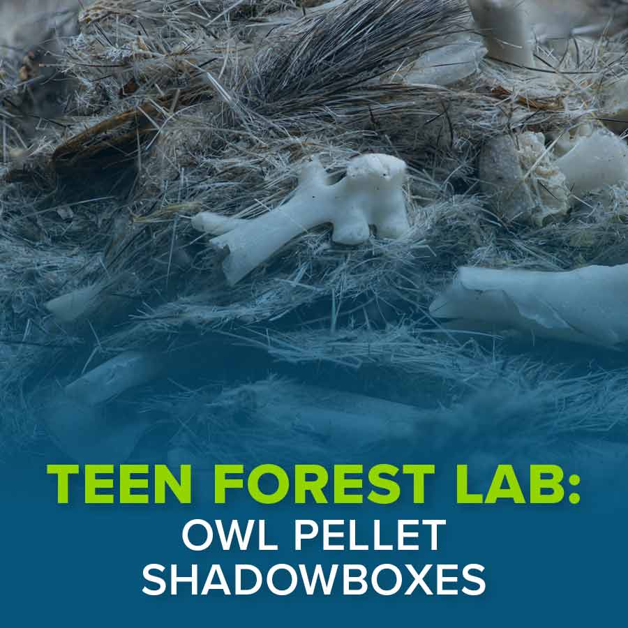 Fernbank Education Teenforestlab Nov Internals Calendarpg