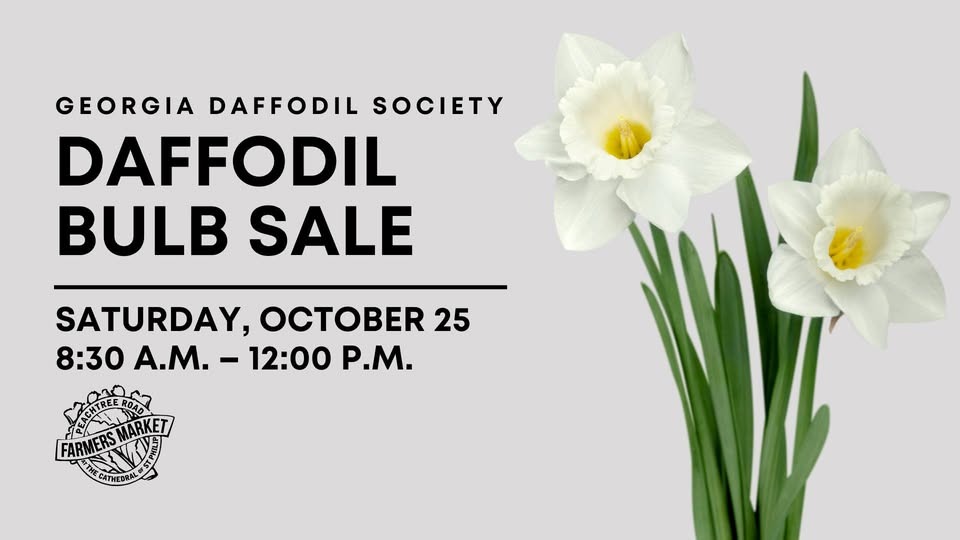 Daffodil Bulb Sale