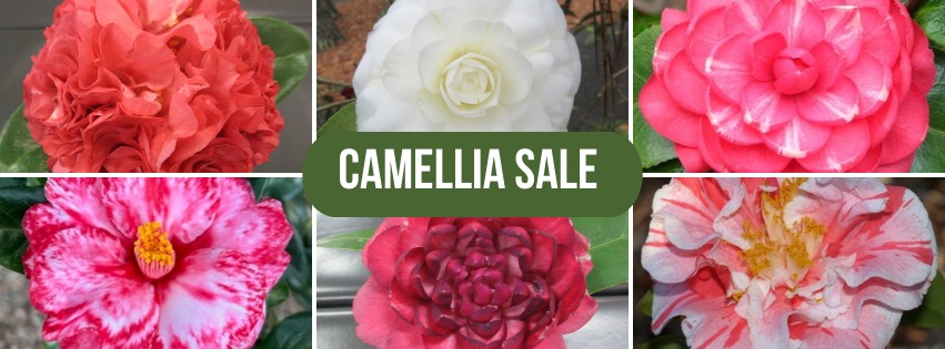 Camellia Sale Banner With Big Text