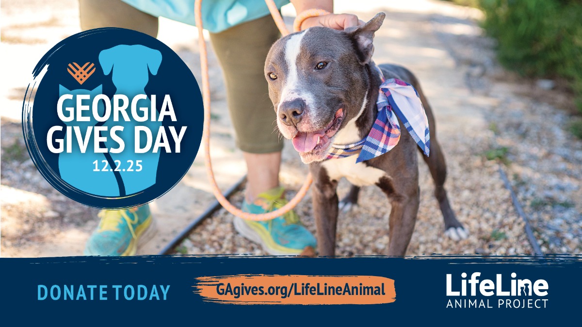 PRE LAUNCH NO CTA 4113ll Ga Gives25 SMPs NEW F 1920x1080 Dog