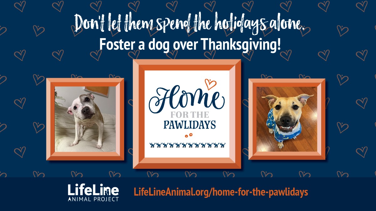 4113ll Pawlidays25 SMPs FN 1920x1080 1