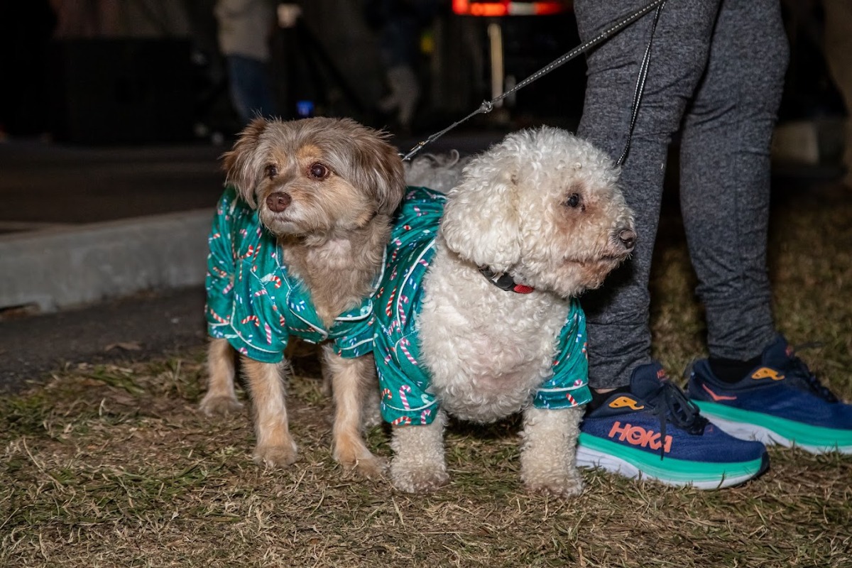 Holidogs By JET Imaging 2024