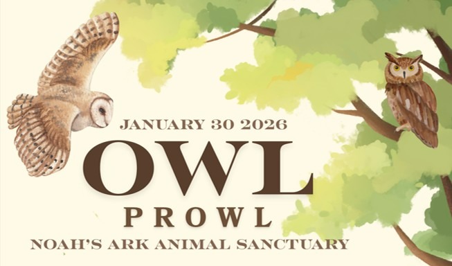 Owl Prowl Graphic