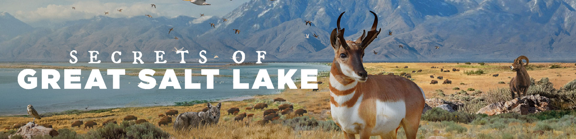 Fernbank Secretsofgreatsaltlake Subpagemarquee