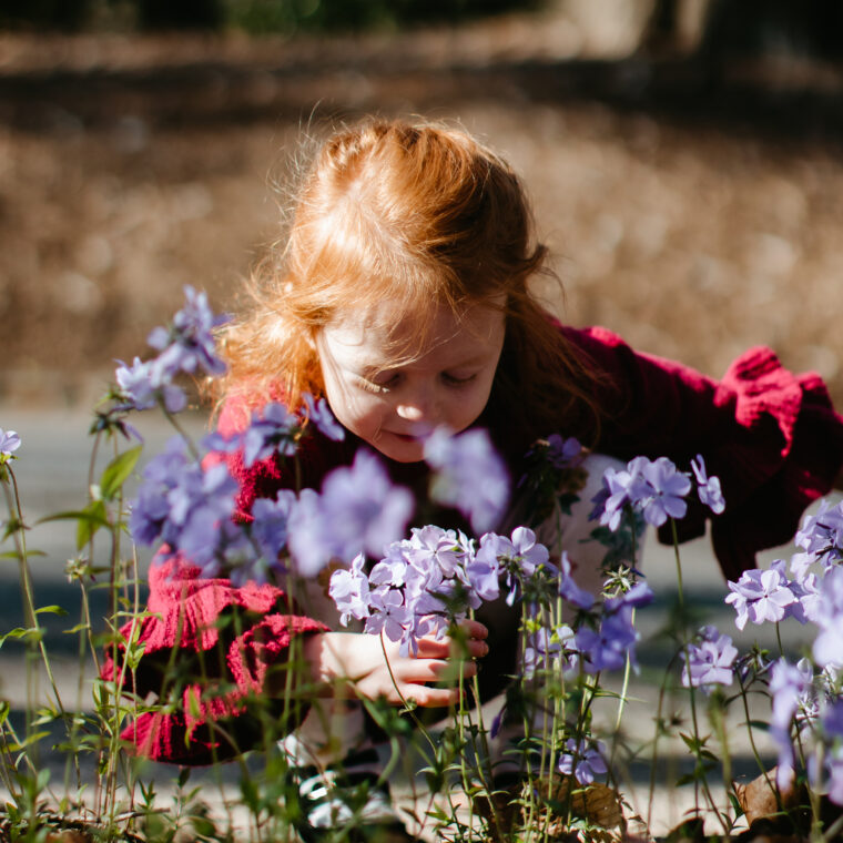 Swan Drive Spring Phlox Divaricata Blue Moon 1 760x760