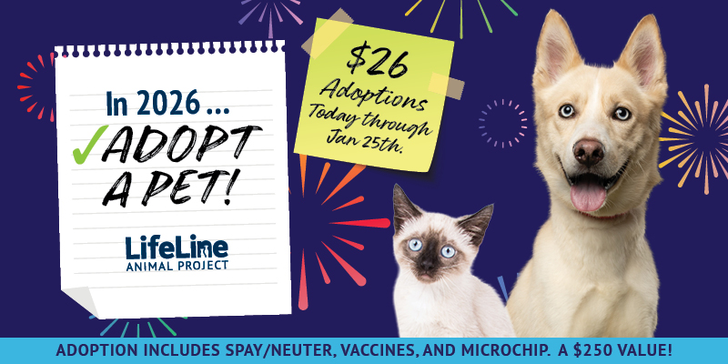 4113ll Jan26 SMP FN 800x400