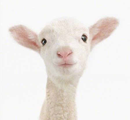 Lamb