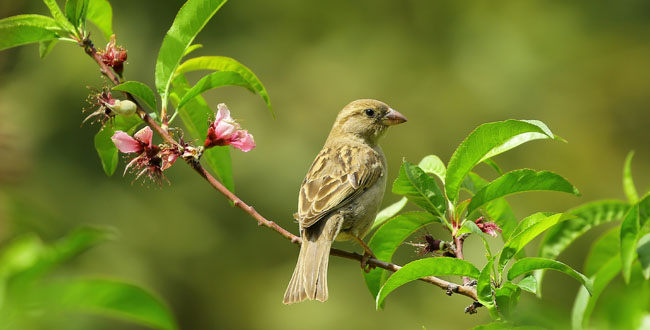 Bird Inspired Gardens