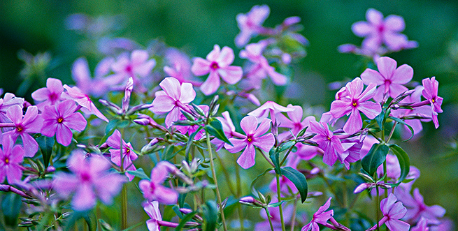 Exploring Native Plants 655